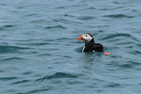 Puffin