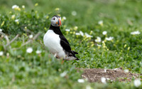 Puffin