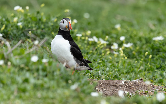 Puffin