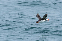 Puffin over the water