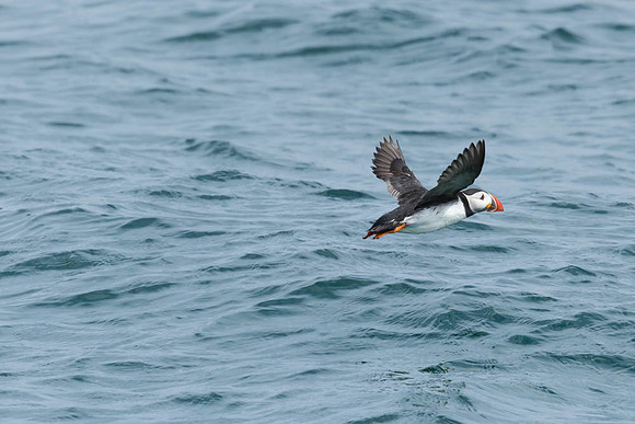 Puffin over the water