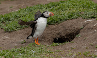 Wing stretcher on Tippy toes