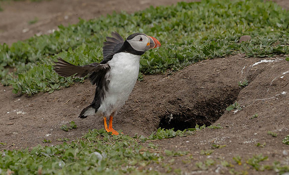 Wing stretcher on Tippy toes