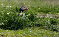Amongst the blooms-2