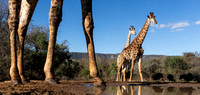 Bhejane Hide-5572
