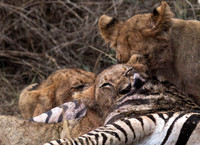 Circle of life-2040