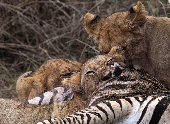 Circle of life-2040