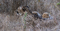 Mother Cheetah with her two cubs-2152