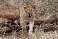 Lion cub on the move towards the kill-1991