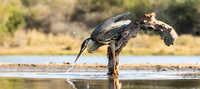 Striated heron - 4874