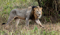 Lion on the move-5341