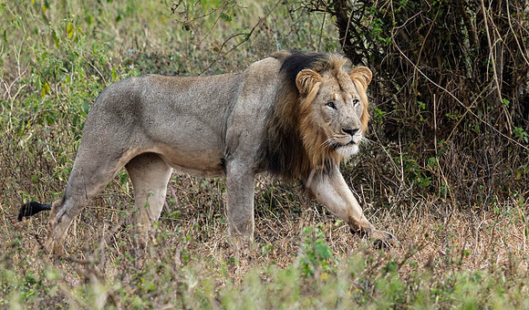 Lion on the move-5341
