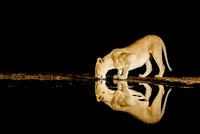 Lioness drinking-1725