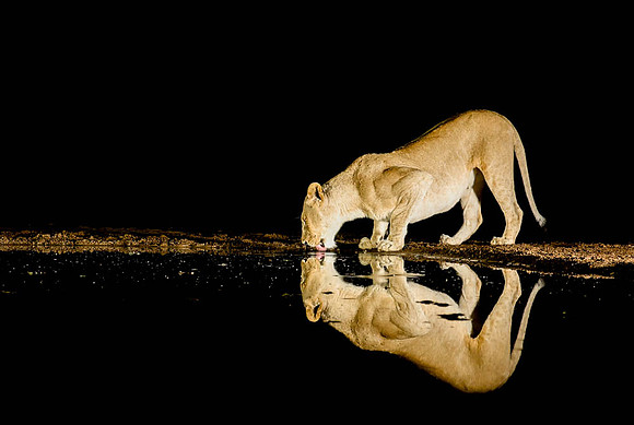 Lioness drinking-1725