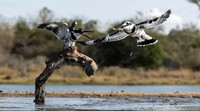 Pied Kingfishers-4797