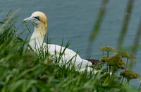 Gannet selecting bedding-1175