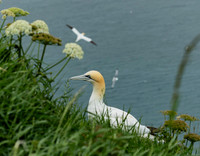 Gannet selecting bedding-1187