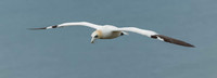 Gannet-1115