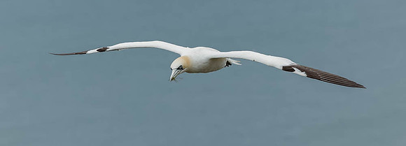 Gannet-1115