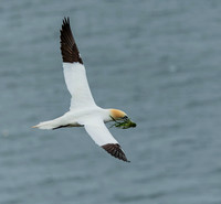 Gannet with fresh bedding-1139