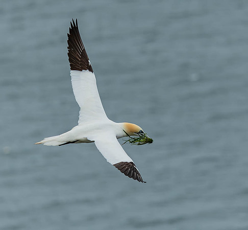 Gannet with fresh bedding-1139