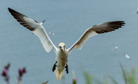 Gannet-1119