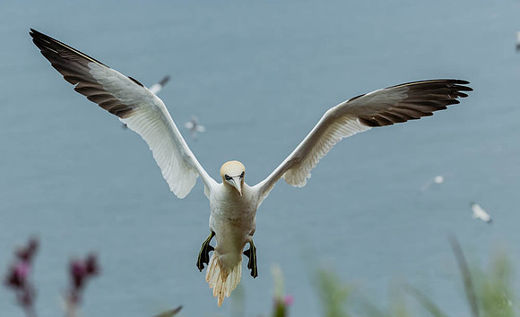 Gannet-1119