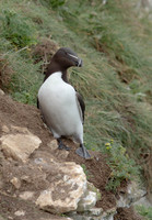 Guillemot -1282