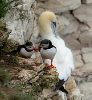 Mr & Mrs Puffin-1264