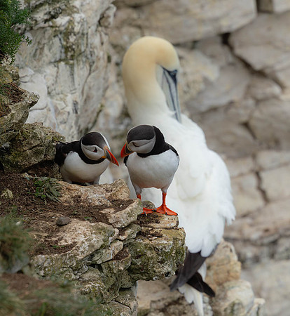 Mr & Mrs Puffin-1264