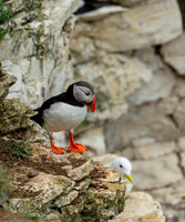 Puffin-1202