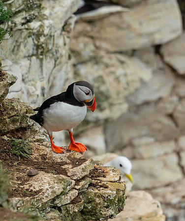 Puffin-1202