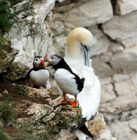 Mr & Mrs Puffin-1274