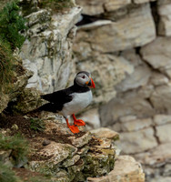 Puffin-1205