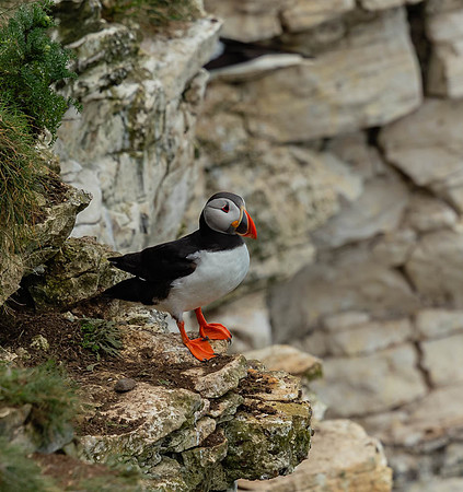 Puffin-1205