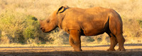 Young White Rhino-1619