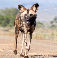Wild dog-5748
