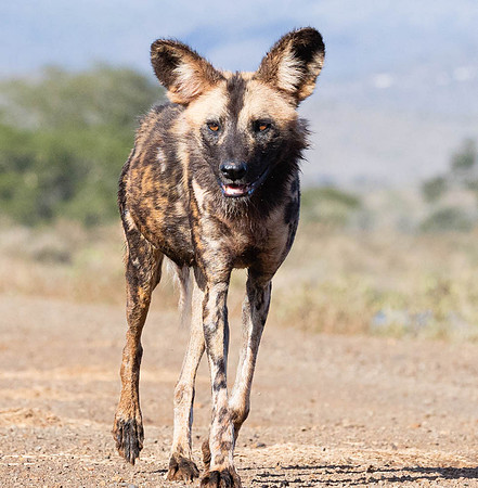 Wild dog-5748