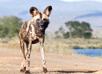 Wild dog-5750