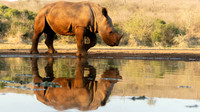Zimanga - South Africa 2026