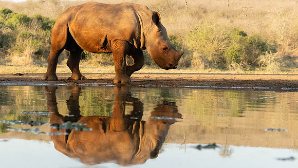 Young White Rhino-1596