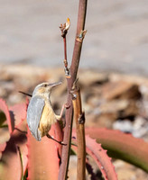 Long-billed crombec-5538