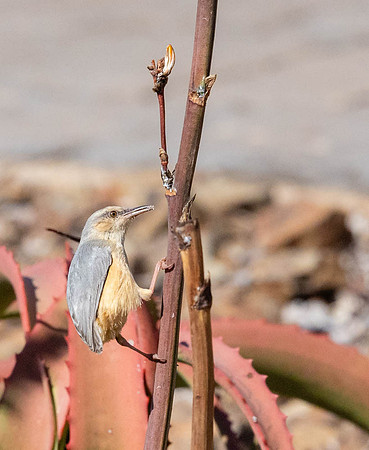 Long-billed crombec-5538