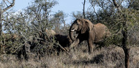 Elephant stomping on tree-5788