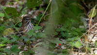White browed scrub robin-1958