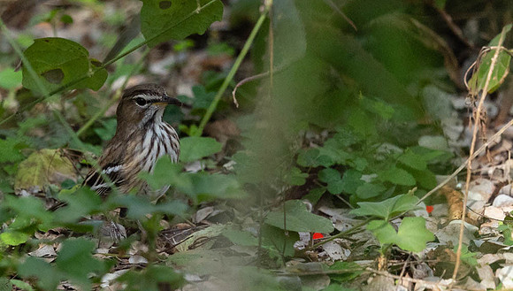 White browed scrub robin-1958