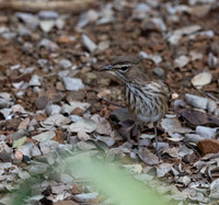 White-browed scrub robin-1966
