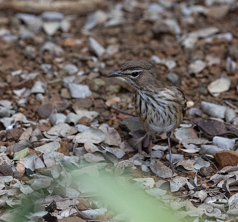 White-browed scrub robin-1966